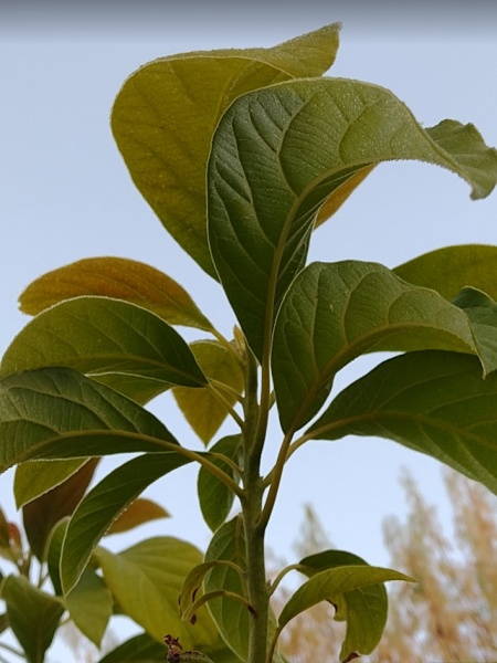 Screenshot 2024-11-16 at 11-02-15 Photo in Avocados - Google Photos.png