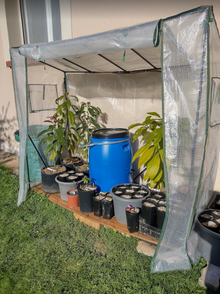 Screenshot 2024-11-16 at 11-02-34 Photo in Avocados - Google Photos.png