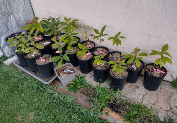 Screenshot 2024-11-16 at 11-08-20 Photo in Avocados - Google Photos.png