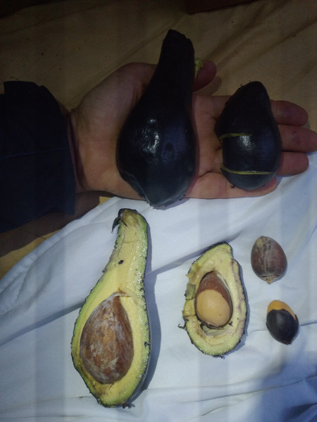 Gros "figue" et corniaud sont excellents