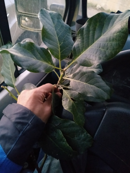 Feuilles avocatier "figue"