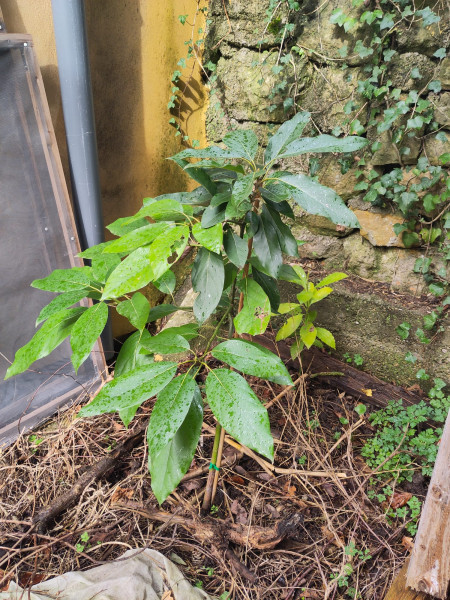 WhatsApp Image 2025-04-03 at 10.36.39_4e7e4cf3.jpg