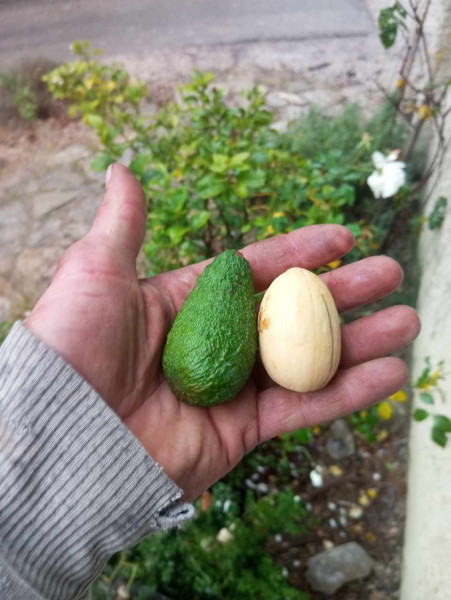 Petit avocat à côté d'un noyau de fuerté