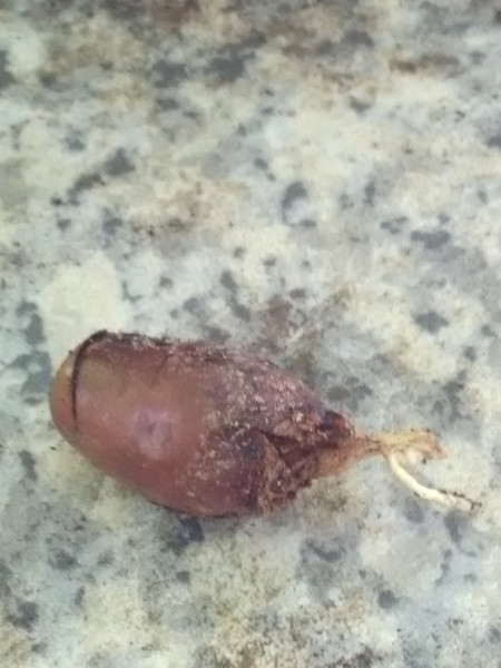 IMG_20220511_110747-ConvertImage.jpg (210.61 Kio) Consulté 42419 fois IMG_20220511_110747-ConvertImage.jpg