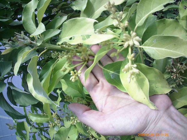 Mexicola F (greffé; amateur italien)