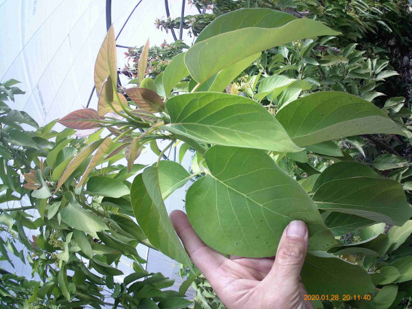 G6, B, BF. 4 mètres. (semis + chanceux)