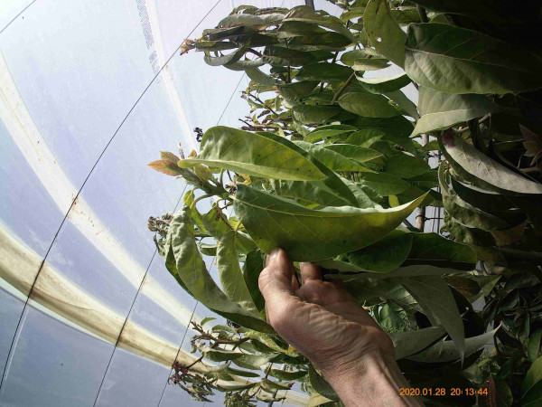 semis anisé,  4 mètres ++