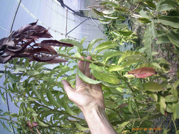 semis de mexicola grande (pointes sèches)