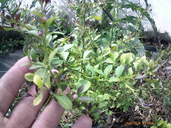 citron caviar "red champagne" pour terminer la ligne, on est tout au bout, coté ouvert.