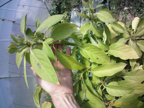 Aravaipa, B. 1mètre