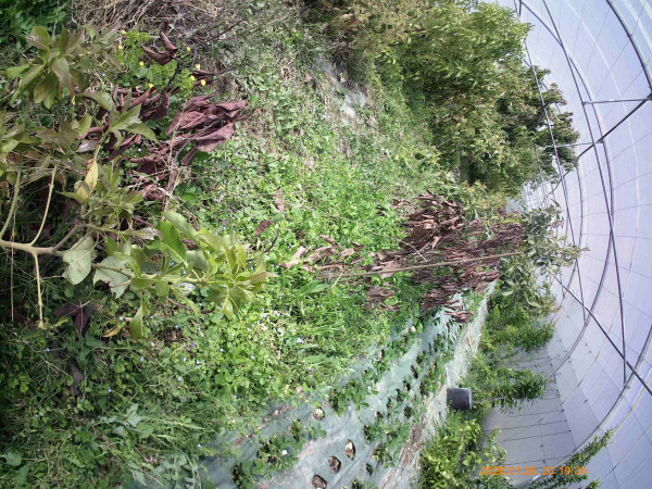 rimenez? (vue sur ligne d'antillais cramés)