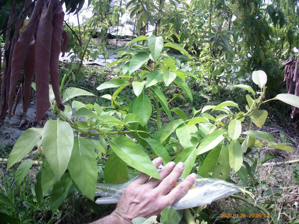 antillais muté miraculeusement